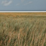 «Сибирь и точка»: Внутренняя Азия