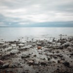«Сибирь и точка»: Внутренняя Азия